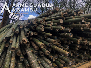 Guadua-Verde-AGB