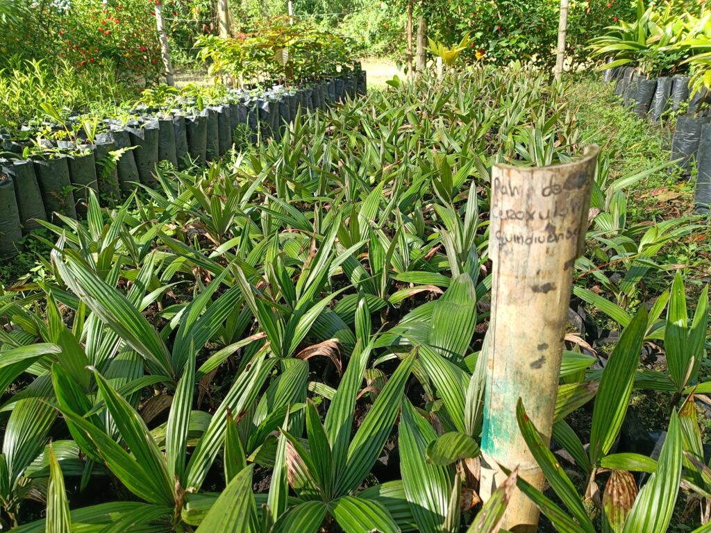 Produccion de plantulas de palma de cera del Quindío (1)