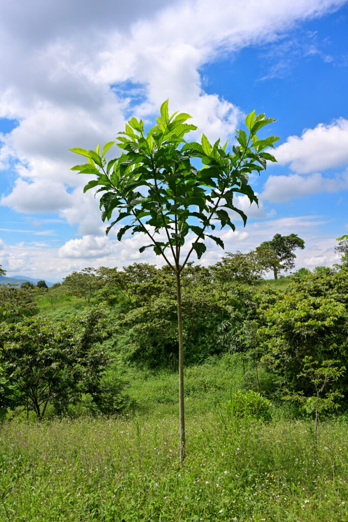 arboles para la vida 1