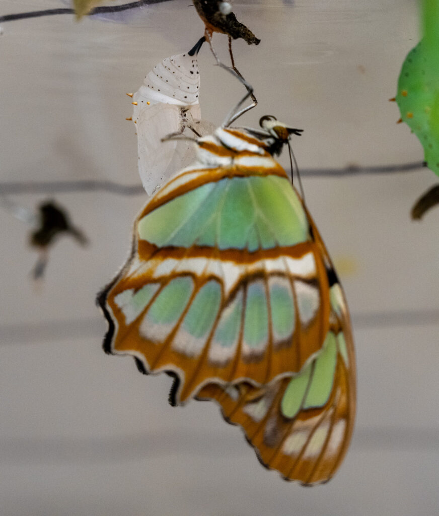 nacimiento mariposa