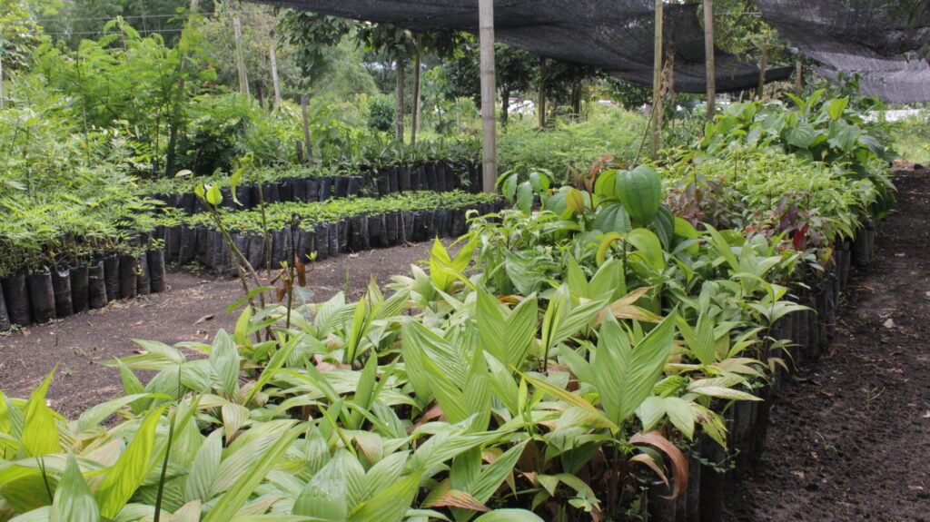 vivero 1