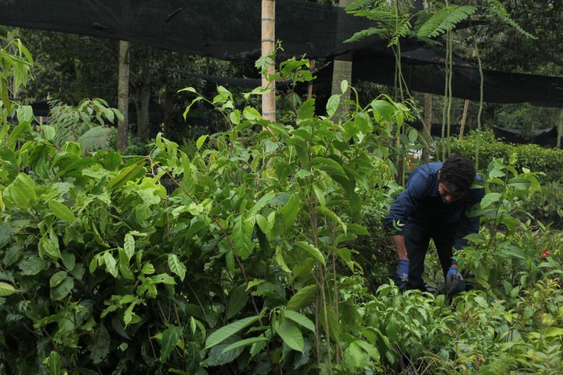 vivero 2 pw